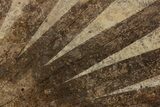 Fossil Palm and Fish Mural - Green River Formation, Wyoming #299796-9